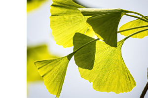 GINKGO BILOBA-1A Pharma 120 mg comprimidos revestidos por película, 120 unidades