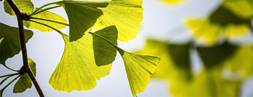GINKGO BILOBA-1A Pharma 120 mg comprimidos revestidos por película, 120 unidades