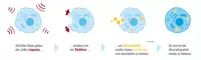 Instructions for use for BIOCHEMIE DHU 13 Kalium arsenicosum D 12 Comprimidos, 200 Cápsulas - 1