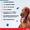BOLFO Faixa de proteção contra pulgas castanha para cães grandes, 1 peça