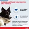 BOLFO Faixa de proteção contra pulgas castanha para cães/gatos pequenos, 1 peça