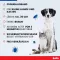 BOLFO Faixa de proteção contra pulgas castanha para cães/gatos pequenos, 1 peça