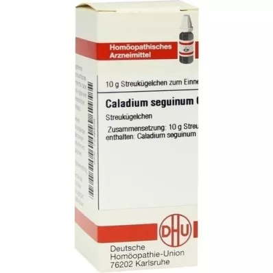 CALADIUM seguinum C 6 glóbulos, 10 g