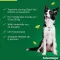 ADVANTAGE 250 solução para cães 10-25 kg, 4 pcs