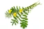Instructions for use for GASTEO Gotas para problemas gastrointestinais, 20 ml - 8