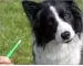 Instructions for use for Amflee 402 mg Spot-On para cães muito grandes, 3 unidades - 5