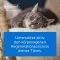 Traumeel LT ampolas veterinárias.(para animais), 5X5 ml