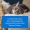 TRAUMEEL LT ad us.vet.ampolas, 50X5 ml