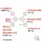 Maca 4:1 dose alta + cápsulas de L-arginina, 240 peças