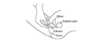 Instructions for use for Mykofungin 3 Combi 200 mg comprimidos vaginais + 10 mg / g creme, 1 p - 4