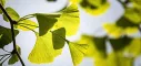 Instructions for use for Ginkgo biloba - 1 comprimido revestido por película A Pharma® 120 mg, 120 unid - 1
