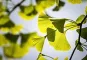 Instructions for use for Ginkgo biloba - 1 comprimido revestido por película A Pharma® 120 mg, 120 unid - 4