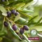 Banho de Duche Plantana Olive Care com Azeitona Orgânica, 500 ml